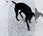 Small Photo #4 Catahoula Leopard Dog-Labrador Retriever Mix Puppy For Sale in Strongsville, OH, USA