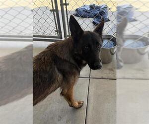 Mutt Dogs for adoption in Redlands, CA, USA