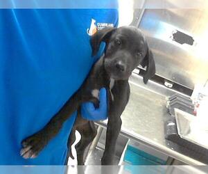 Medium Labrador Retriever Mix