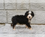 Small #1 Bernedoodle