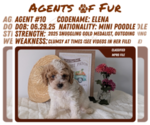 Small #10 Poodle (Miniature)