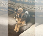Small #1 Beagle Mix
