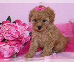 Small #2 Poodle (Toy)
