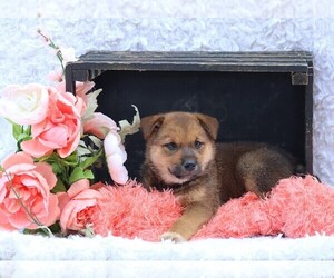 Shiba Inu Puppy for sale in LOYAL, WI, USA