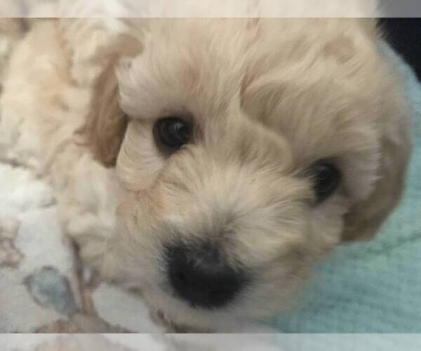 Medium Photo #3 Poodle (Toy) Puppy For Sale in ROHNERT PARK, CA, USA