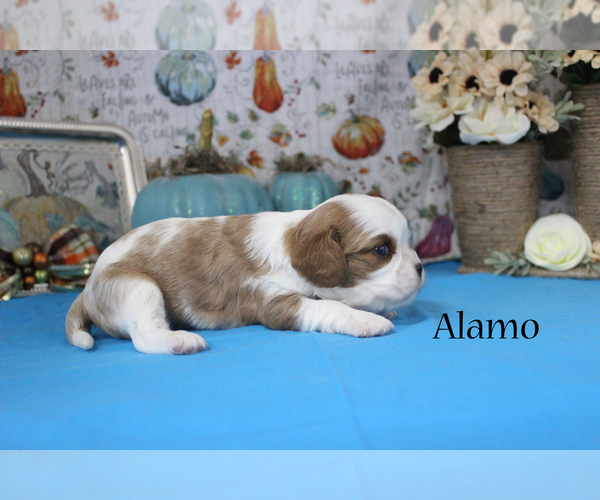 Medium Photo #4 Cavalier King Charles Spaniel Puppy For Sale in CHANUTE, KS, USA