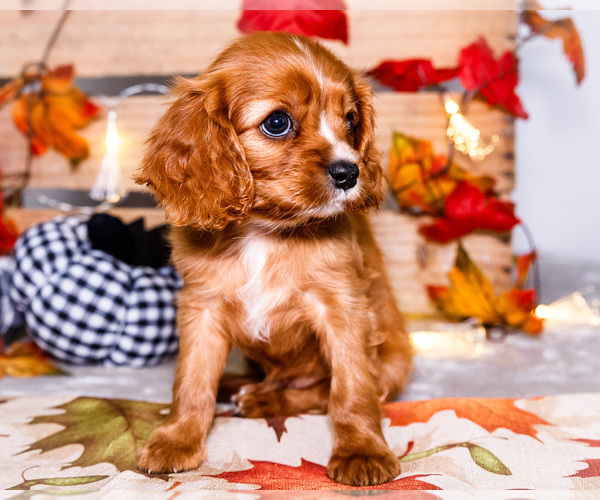 Medium Photo #29 Cavalier King Charles Spaniel Puppy For Sale in WAKARUSA, IN, USA