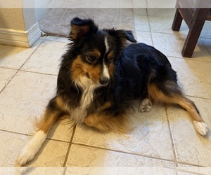 Mother of the Miniature American Shepherd puppies born on 07/06/2025