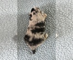 Small #3 Chihuahua