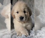 Puppy Light blue boy Golden Retriever