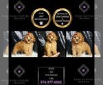 Puppy Rosie AKC Poodle (Toy)