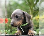 Small #5 Dachshund