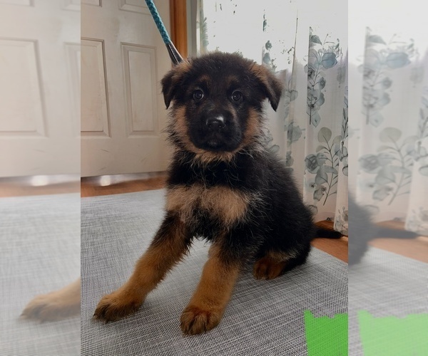 Medium Photo #1 German Shepherd Dog Puppy For Sale in STANWOOD, WA, USA