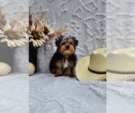 Small #1 Yorkshire Terrier