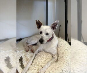Yo-Yo - Male Mutt Dog for Adoption - Photo #7
