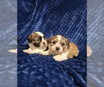 Puppy Gonzo Zuchon