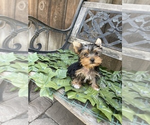 Yorkshire Terrier Puppy for sale in E PALO ALTO, CA, USA