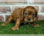 Small #1 Cavalier King Charles Spaniel