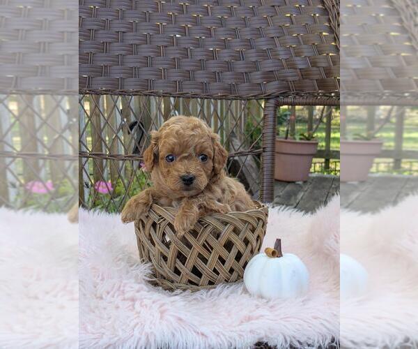 Medium Photo #4 Cock-A-Poo-Poodle (Miniature) Mix Puppy For Sale in SALEM, MO, USA