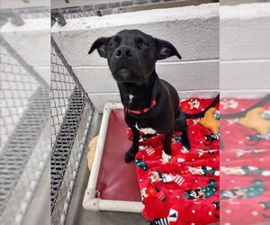 Chihuahua-Labrador Retriever Mix Dogs for adoption in Easton, MD, USA