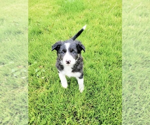 Border Collie Puppy for sale in DAVENPORT, WA, USA