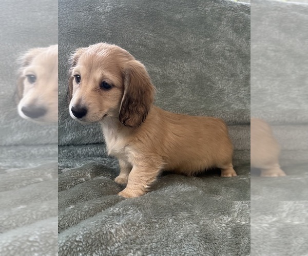 Medium Photo #15 Dachshund Puppy For Sale in MEMPHIS, TN, USA