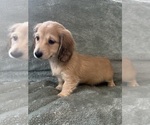 Small #14 Dachshund