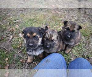 German Shepherd Dog Puppy for sale in ONTARIO, WI, USA