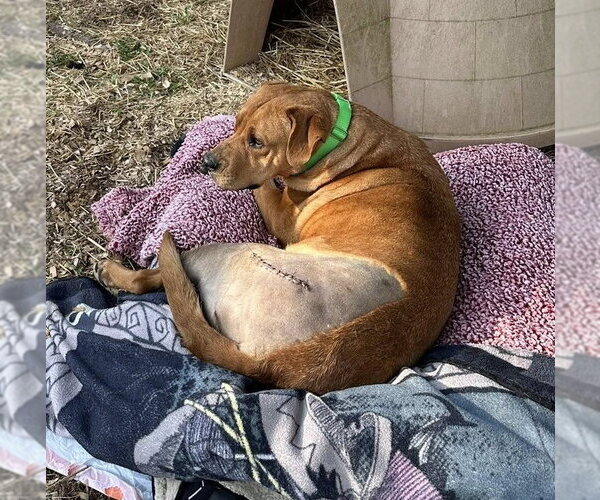 Medium Photo #4 Labrador Retriever-Unknown Mix Puppy For Sale in Hinton, WV, USA
