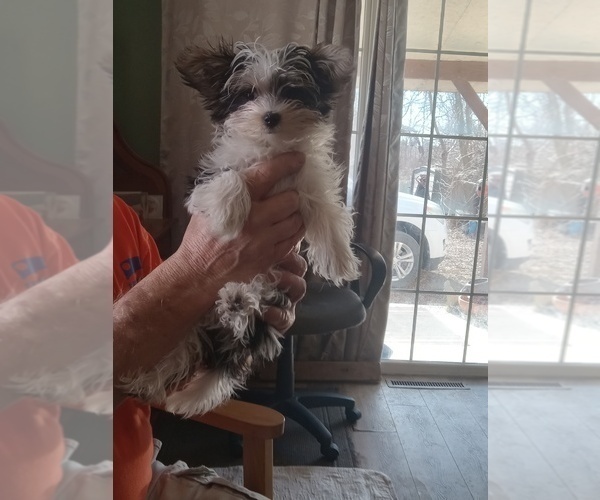 Medium Photo #1 Yorkshire Terrier Puppy For Sale in JAMAICA, IA, USA