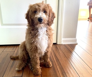Goldendoodle (Miniature) Puppy for sale in JOHNSTON, IA, USA