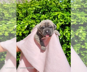 Cane Corso Puppy for sale in CAMBY, IN, USA