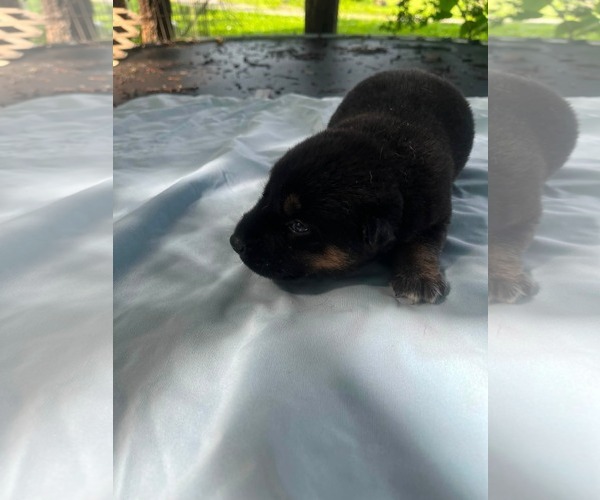Medium Photo #2 Doberman Pinscher-German Shepherd Dog Mix Puppy For Sale in HOPKINSVILLE/PRINCETON, KY, NH, USA