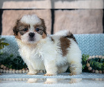 Small #4 Shih Tzu