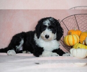 Sheepadoodle Puppy for sale in FREDERICKSBG, OH, USA