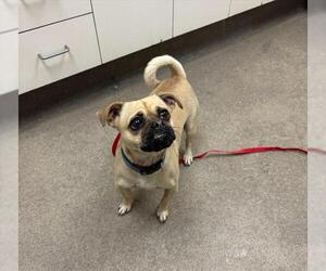 Pug-Unknown Mix Dogs for adoption in HESPERIA, CA, USA