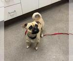 PICKLES - Male Pug-Unknown Mix Dog for Adoption - Small photo