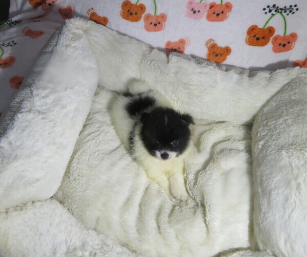 Medium Photo #6 Pomeranian Puppy For Sale in COOKEVILLE, TN, USA