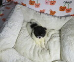 Small Photo #6 Pomeranian Puppy For Sale in COOKEVILLE, TN, USA