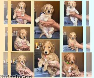Double Doodle Puppy for Sale in HESPERIA, California USA