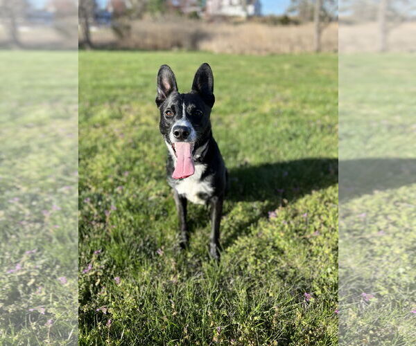 Medium Photo #2 German Shepherd Dog-Unknown Mix Puppy For Sale in COLUMBIA, MD, USA
