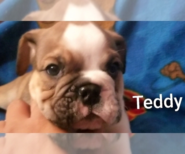 Medium Photo #19 English Bulldog Puppy For Sale in COLUMBUS, OH, USA