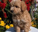 Small #14 Goldendoodle (Miniature)