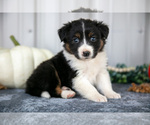 Puppy Tess Australian Shepherd