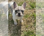 Small Photo #1 French Bulldog Puppy For Sale in GERBER, CA, USA