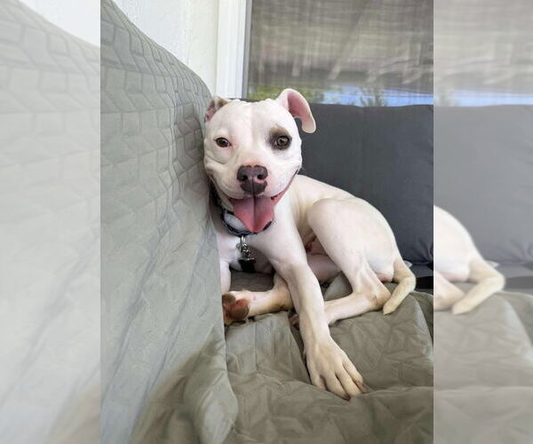 Medium Photo #12 American Pit Bull Terrier-Unknown Mix Puppy For Sale in San Diego, CA, USA