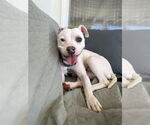 Small #11 American Pit Bull Terrier Mix