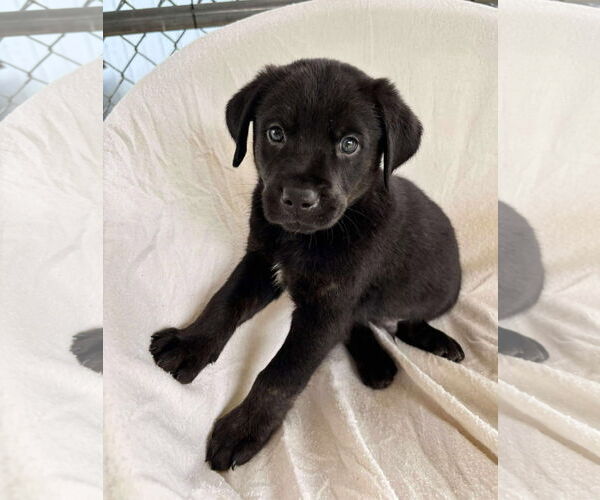 Medium Photo #1 Labrador Retriever-Unknown Mix Puppy For Sale in Rustburg, VA, USA
