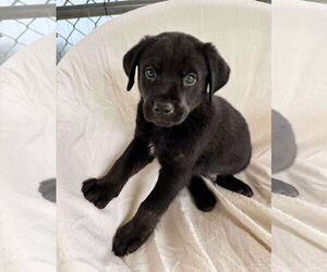 Labrador Retriever-Unknown Mix Dogs for adoption in Rustburg, VA, USA