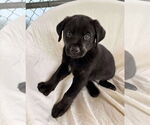 Small Labrador Retriever Mix